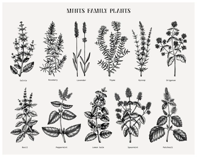 Mint family plants illustrations. Hand sketched aromatic and medicinal herbs set. Botanical design elements. herbal tea ingredients. Mints. Perfect for recipe, label, packaging.